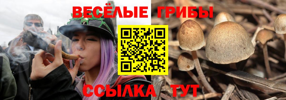 Псилоцибиновые грибы GOLDEN TEACHER  Псилоцибиновые грибы Cubensis  Выкса  Вход с VPN 